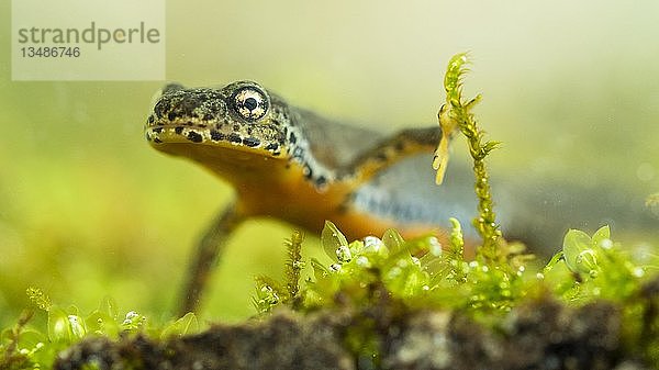 Bergmolch (Ichthyosaura alpestris)  unter Wasser  Berchtesgadener Land  Bayern  Deutschland  Europa