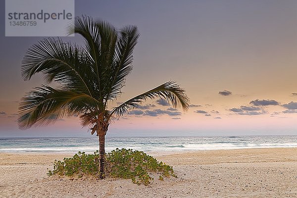 Dämmerung am Sandstrand mit Palme  Playa Bavaro  Punta Cana  Dominikanische Republik  Mittelamerika