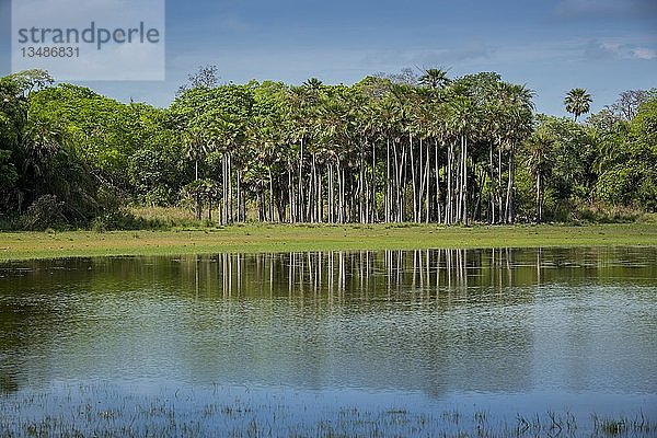 Flusslandschaft mit Palmen am Rio Negro  südliches Pantanal  Fazenda Barranco Alto  Pantanal  Mato Grosso do Sul  Brasilien  Südamerika