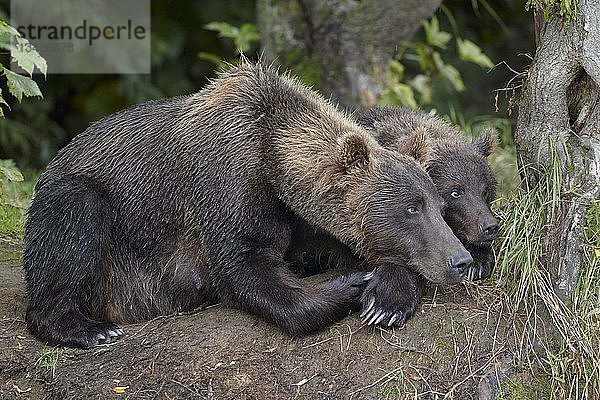 Kamtschatka-Braunbären (Ursus arctos beringianus)  Muttertier mit Jungtier liegend auf einer Waldlichtung am Kurilskoje-See  Kamtschatka  Russland  Europa