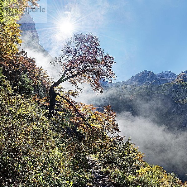 Heller Bergwald im Herbst  Landtalgraben  Nationalpark Berchtesgarden  SchÃ¶nau am KÃ¶nigssee  Berchtesgaden  Bayern  Deutschland  Europa