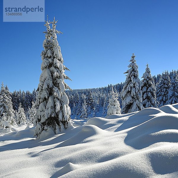 Verschneite  unberührte Winterlandschaft  schneebedeckte Fichten  Nationalpark Harz  bei Schierke  Sachsen-Anhalt  Deutschland  Europa