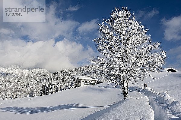 Winterlandschaft  schneebedecktes Holzhaus  Bischofswiesen  Berchtesgadener Land  Oberbayern  Bayern  Deutschland  Europa