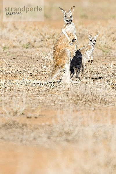 Rote Kängurus (Macropus rufus)  im Lebensraum  Jungtier mit Mutter  Südaustralien  Australien  Ozeanien