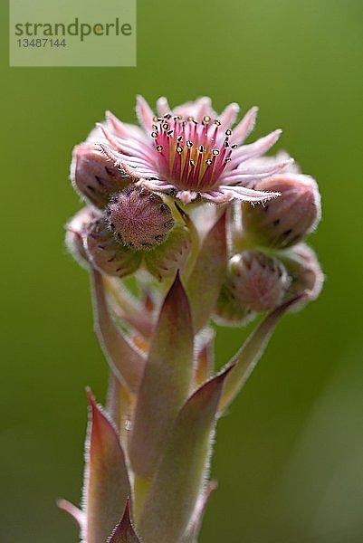 Gewöhnlicher Hauswurz (Sempervivum tectorum)  Blütenstand  Deutschland  Europa