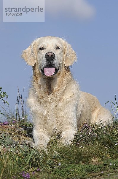 Golden Retriever  Rüde  liegt  Österreich  Europa