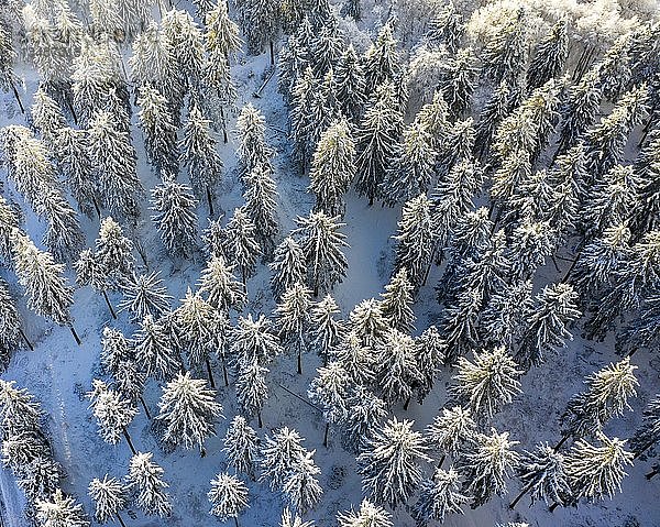 Drohnenaufnahme  schneebedeckte Fichten (Picea) von oben im Winter  Taunus  Hessen  Deutschland  Europa