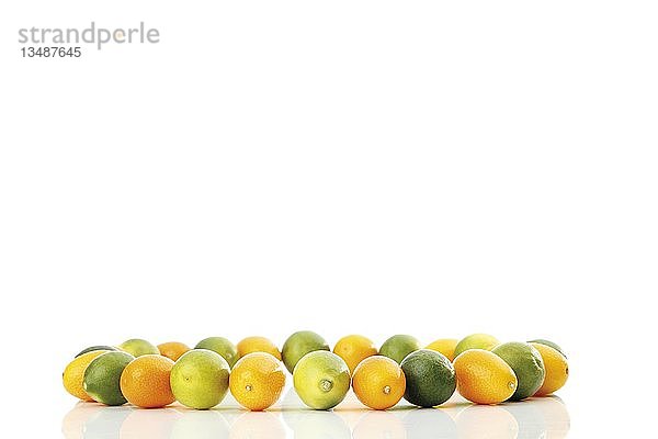 Kumquats oder Cumquats (Fortunella) und Limequats (Citrus x floridana)  in einem Kreis