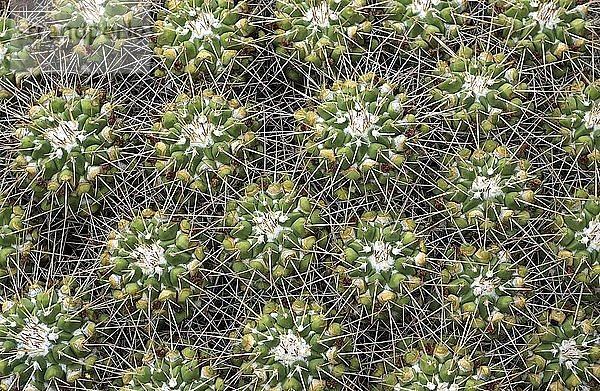 Mammillaria compressa (Mammillaria compressa)  Detail von oben  Botanischer Garten  Jardin Botanico Canario Viera y Clavijo  Tafira  Gran Canaria  Kanarische Inseln  Spanien  Europa