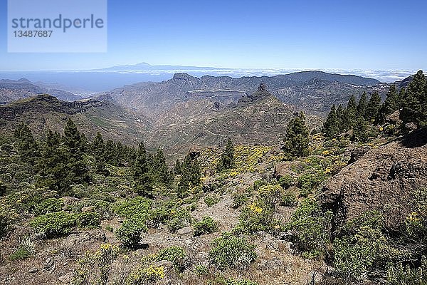 Blick vom Weg um den Roque Nublo auf blühende Vegetation  Kanarische Kiefern (Pinus canariensis)  hinter der Insel Teneriffa mit dem Vulkan Teide und dem Roque Bentayga  Gran Canaria  Kanarische Inseln  Spanien  Europa