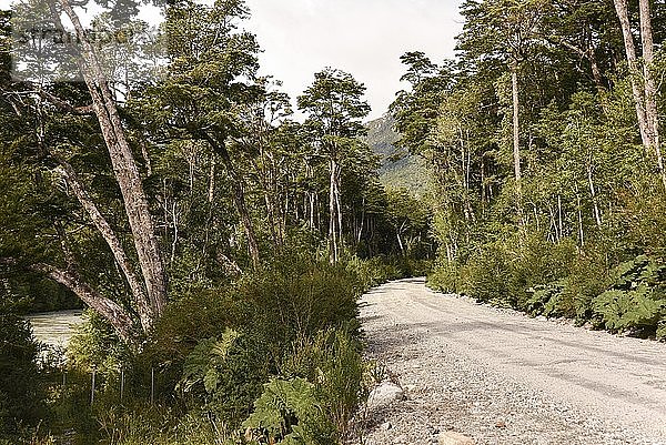 Schotterstraße im gemäßigten Regenwald  Puerto Río Tranquilo  Carretera Austral  Valle Exploradores  Laguna San Rafael National Park  Patagonien  Chile  Südamerika