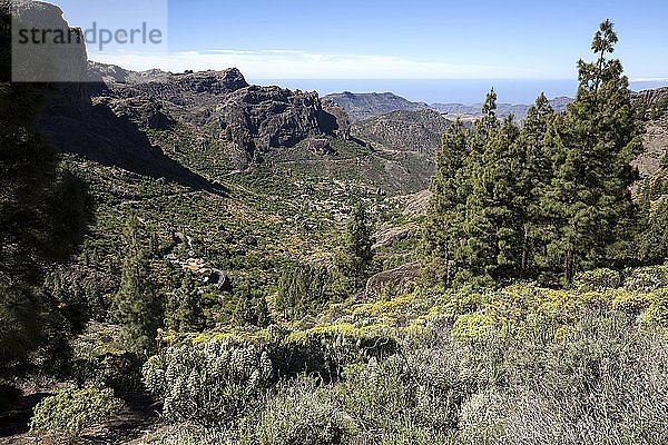 Blick vom Weg zum Roque Nublo auf blühende Vegetation und kanarische Kiefern (Pinus canariensis)  hinter Ayacata  Gran Canaria  Kanarische Inseln  Spanien  Europa