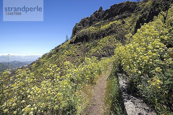 Weg durch blühende Vegetation  gelb blühender Riesenfenchel (Ferula communis)  Barranco de la Mina  bei Las Lagunetas  Gran Canaria  Kanarische Inseln  Spanien  Europa