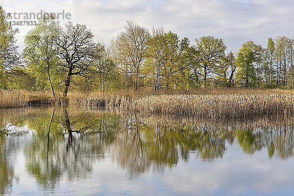 See mit Spiegelung der Bäume  Biosphärenreservat Oberlausitzer Heide- und Teichlandschaft  Sachsen  Deutschland  Europa