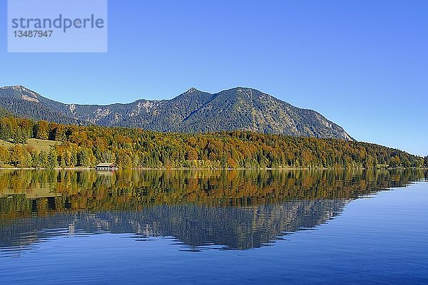 Ufer bei Einsiedl im Herbst  hinter den Bergen Heimgarten und Herzogstand  Walchensee  Oberbayern  Bayern  Deutschland  Europa