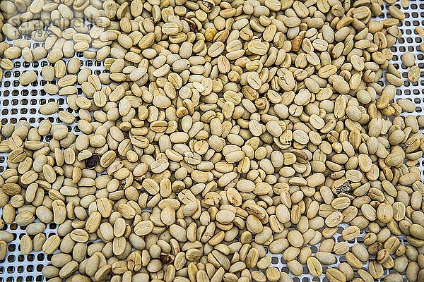 Getrocknete Kaffeebohnen  Roça Bem Posta  São Tomé und Príncipe
