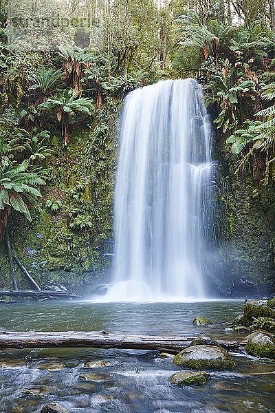 Beauchamp Falls im Regenwald  Great Otway National Park  Region Otways  Australien  Ozeanien