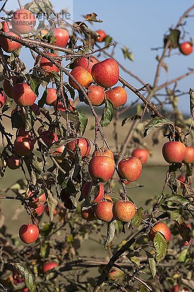 Reife  nicht geerntete Äpfel (Malus) am Baum  Franken  Bayern  Deutschland  Europa