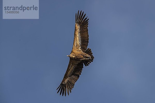 Gänsegeier (Gyps fulvus) im Flug  blauer Himmel  Nationalpark MonfragÃ¼e  Extremadura  Spanien  Europa