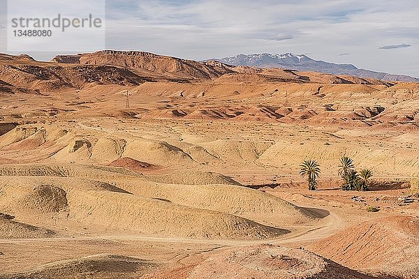Einzelne Palmen in der Wüste von Ait Benhaddou  Hoher Atlas  Provinz Ouarzazate  Souss-Massa-Draâ  Marokko  Afrika