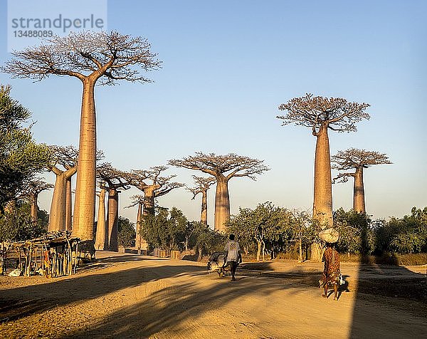 Grandidier's Baobabs (Adansonia grandidieri)  einheimische Fußgänger in der Avenue of the Baobabs  Morondava  Madagaskar  Afrika
