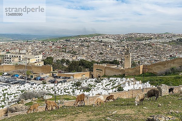 Schafe und Ziegen grasen am Stadtrand  Stadtbild  Fes mit Stadtmauer  Universität von Al Quaraouiyine  dahinter grüne Hügel  Fes  Marokko  Afrika