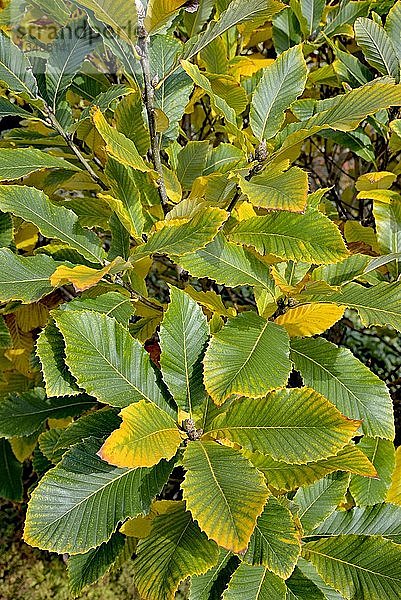 Pontinische Eiche (Quercus pontica)  Zweige mit einzeln gesägten Blättern und Knospen  Herbstfärbung  Nordrhein-Westfalen  Deutschland  Europa