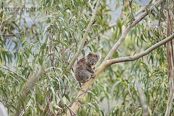 Koala (Phascolarctos cinereus)  sitzend in einem Eukalyptusbaum  Great Otway National Park  Victoria  Australien  Ozeanien