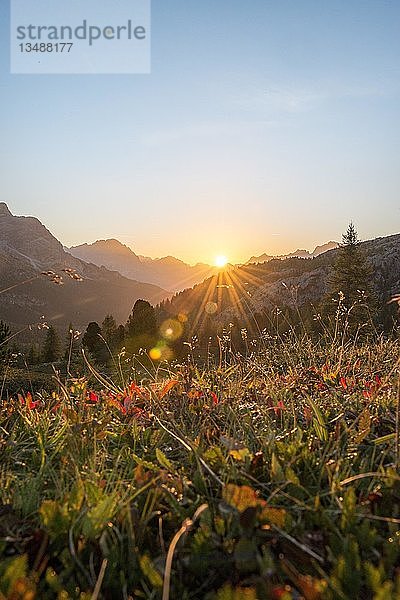 Sonnenaufgang vor Bergsilhouette mit Bergwiese  Blick zum Monte Cristallo  Falzaregopass  Dolomiten  Südtirol  Trentino-Südtirol  Italien  Europa