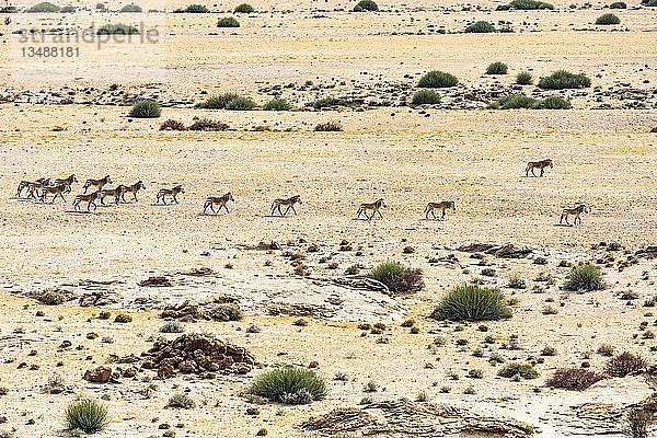 Luftaufnahme  Hartmann-Bergzebras (Equus zebra hartmannae)  Herde wandert durch trockene Steppe  Tinkas-Ebenen  Namib-Naukluft-Nationalpark  Erongo-Region  Namibia  Afrika