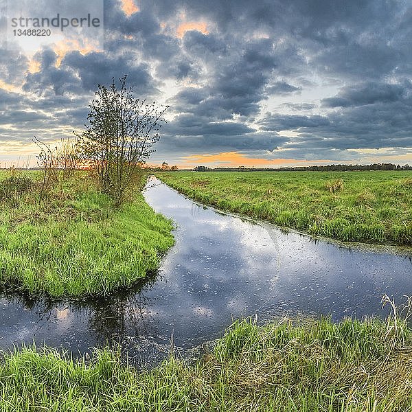 Wiese  Graben  Weide  FlÃ¶geln  Cuxhaven  Niedersachsen  Deutschland  Europa