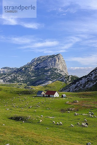 Alm Sarban und Berg Boljska Greda  Durmitor-Massiv  Durmitor-Nationalpark  Provinz Savnik  Montenegro  Europa