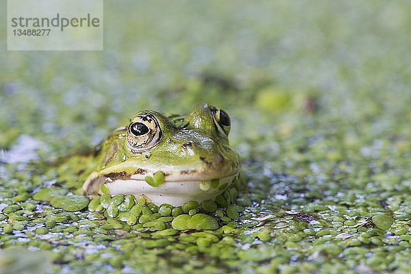 Grüner Frosch (Rana esculenta)  zwischen Wasserlinsen (Lemna minor)  Niedersachsen  Deutschland  Europa