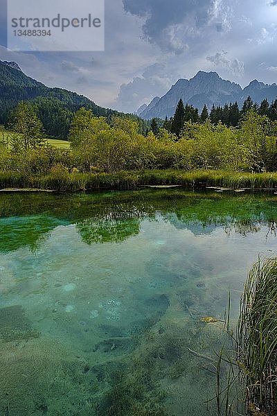 Quelle Sava Dolinka  Naturschutzgebiet See Zelenci  Julische Alpen  Oberkrain  Slowenien  Europa