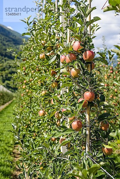 Äpfel hängen am Apfelbaum  Apfelplantage  Trentino  Südtirol  Italien  Europa
