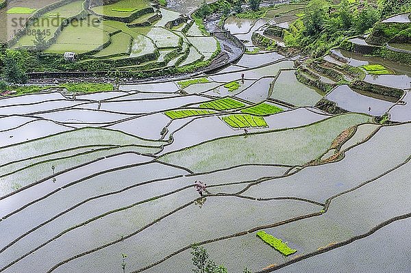 Reisterrassen von Banaue  Nord-Luzon  Philippinen  Asien