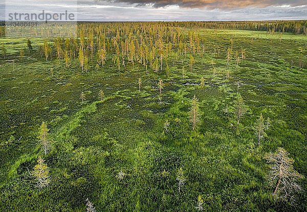 Drohnenaufnahme  Luftbild  borealer  arktischer Wald mit Kiefern (Pinus) im Feuchtgebiet  Moor im Abendrot bei Sonnenuntergang  SodankylÃ¤  Lappland  Finnland  Europa