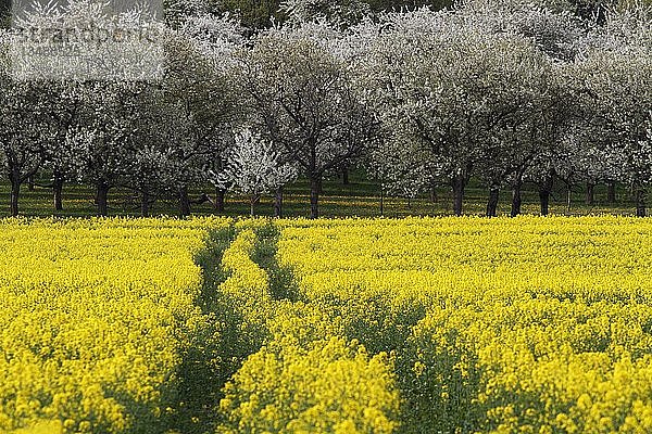 Rapsfeld vor Bäumen  Thüringen  Deutschland  Europa