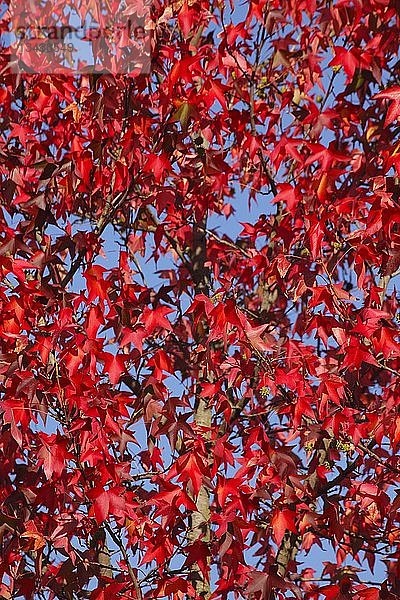 Glatter japanischer Ahorn (Acer palmatum)  rote Herbstblätter an einem Baum  Deutschland  Europa