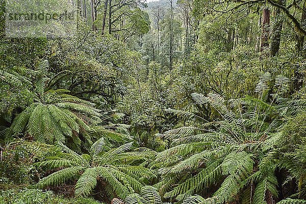 Regenwald mit Baumfarnen (Cyatheales)  Great Otway National Park  Victoria  Australien  Ozeanien