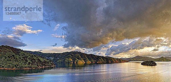 Dicht bewachsener Küstenwald bei Sonnenaufgang im Queen Charlotte Sound  Marlborough Sounds  Picton  Südinsel  Neuseeland  Ozeanien