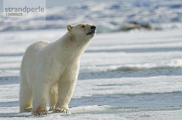 Eisbär (Ursus maritimus)  Jungtier nimmt Wetter auf  Svalbard  Norwegische Arktis  Norwegen  Europa