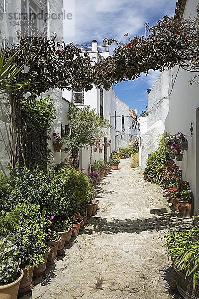 Gasse mit Blumenkübeln und strahlend weiß getünchten Häusern in der auf einem Hügel gelegenen Stadt Vejer de la Frontera  Provinz Cádiz  Andalusien  Spanien  Europa