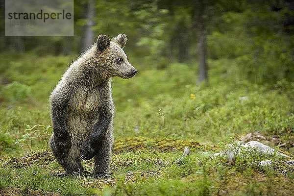 Europäischer Braunbär (Ursus arctos arctos)  aufrecht stehendes Jungtier im Wald  Suomussalmi  Kainuu  Finnland  Europa