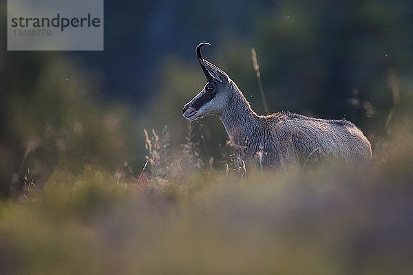 Gämse (Rupicapra rupicapra)  La Bresse  Vogesen  Frankreich  Europa