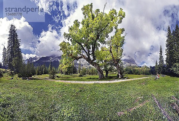 Frau und Kind vor alten  knorrigen Ahornbäumen sitzend  Kleiner Ahornboden  Karwendel  Tirol  Österreich  Europa