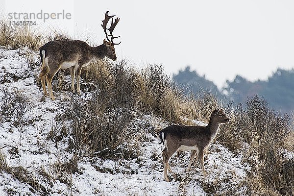 Damhirsch (Dama dama)  erwachsen und Jungtier auf einer Düne stehend  Nordholland  Niederlande