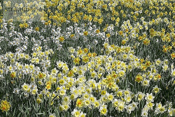 Narzissen (Narcissus) auf einer Wiese  Baden-WÃ¼rttemberg  Deutschland  Europa