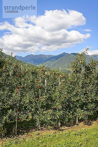 Apfelbäume  Apfelplantage  Trentino  Südtirol  Italien  Europa