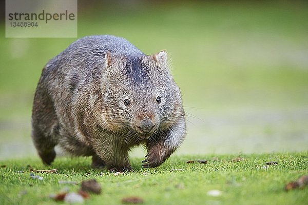 Gewöhnlicher Wombat (Vombatus ursinus) beim Spaziergang auf einer Wiese  Wilson's Promontory National Park  Victoria  Australien  Ozeanien